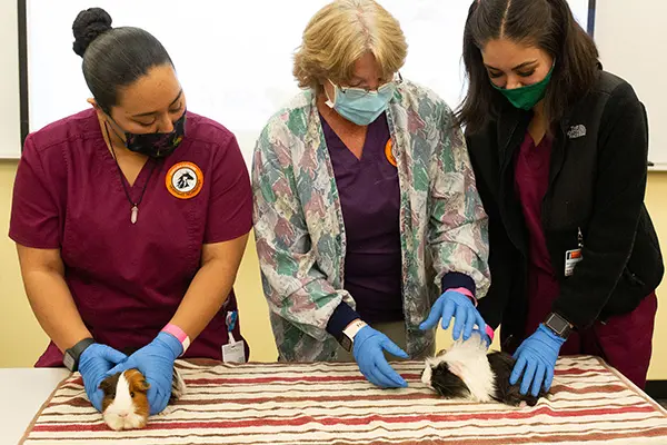 Ventura College Vet Tech Program web