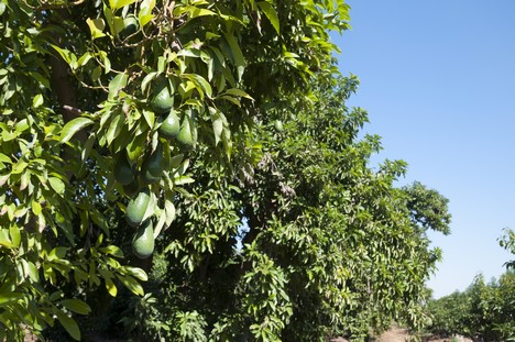 Avocado Orchard